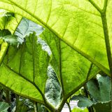 591-London,Kew-GardensEngland-2016.jpg