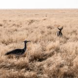 632-Etoscha-2.-Pirschfahrt,-Namibia-Juni-Juli-2025.jpg