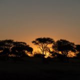 699-Pirschfahrt-bei-Okapuka-Safari-Lodge-Namibia-Juni-Juli-2025.jpg