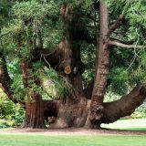 179-Trelissick-Gardens,-England-September-2024.jpg