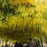 259-Bodnant-Gardens-bei-Conwy-England-2019.jpg