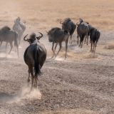 537-Etoscha-Pirschfahrt,-Namibia-Juni-Juli-2025-Kopie.jpg