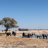 580-Etoscha-Pirschfahrt,-Namibia-Juni-Juli-2025.jpg