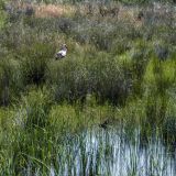 587-Donana-Nationalpark.jpg