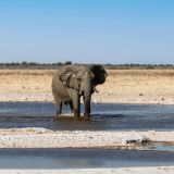 605-Etoscha-Pirschfahrt,-Namibia-Juni-Juli-2025.jpg