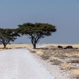 643-Etoscha-2.-Pirschfahrt,-Namibia-Juni-Juli-2025.jpg