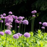 77-Kew-Garden-England-2019.jpg