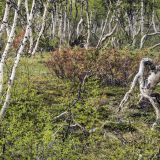 823-unterwegs-nach-Fauske,-Norwegen,-Skandinavienreise-2018-.jpg
