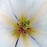 Tulpen-weiß-4.jpg