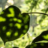 05-Philodendron-Aug.-2019.jpg