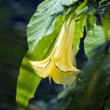 1185-Hidcote-Manor-Gardens-England-2019.jpg