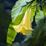 1185-Hidcote-Manor-Gardens-England-2019.jpg