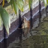 152-Aninga-Lodge.jpg