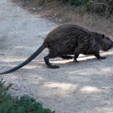 235-327-Nutria,-Parc-Ornithologique,-Camargue,-Südfrankreich-Sept-2018-.jpg