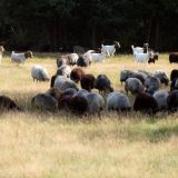 278-Lüneburger-Heide-bei-Undeloh-Deutschlandreise-September-2020-.jpg