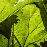 282-Inverewe-Gardens,-Poolewe,-Schottland-2016.jpg