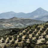 391-Richtung-Baeza.jpg