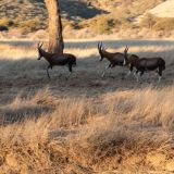 698-Pirschfahrt-bei-Okapuka-Safari-Lodge-Namibia-Juni-Juli-2025.jpg