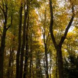 02-Siebentischwald-Okt.-2021.jpg