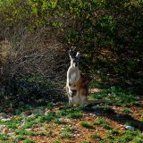 0547-Cape-Range-Peninsula.jpg
