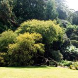 211-Trebah-Garden,-England-September-2024.jpg