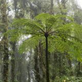 612-Santa-Elena-Nebelwaldreservat.jpg