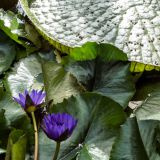 04-Botanischer-Garten-Sept.-2017.jpg