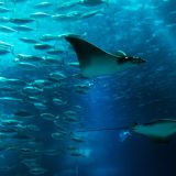 1104-Lissabon,-Oceanium,-Portugal-2017.jpg