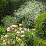 1157-Hidcote-Manor-Gardens-England-2019.jpg