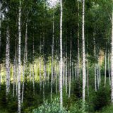 1341-Savonlinna-Runde-auf-Straßen468-und-471,-Finnland,-Skandinavienreise-2018-.jpg