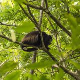 238-Walk-Aninga-Lodge.jpg