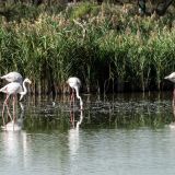 245--Parc-Ornithologique-Camargue-Südfrankreichreise-Sept.-2025.jpg
