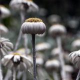 295-Inverewe-Gardens,-Poolewe,-England-2016.jpg