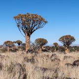 73-Köcherbaumwald,-Namibia-Juni-Juli-2025.jpg