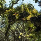 1153-Parque-de-Monteserrate-(Sintra),-Portugal-2017.jpg