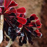 119-Kaktusgarten-Lanzarote-Nov.-2016.jpg