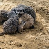 15-Zoo-März-2016.jpg