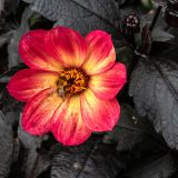 156-The-lost-gardens-of-Heligan,-England-September-2024.jpg