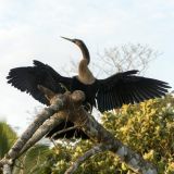 184-Aninga-Vogel-Bootsfahrt-Aninga-Lodge.jpg