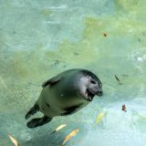29-Zoo-Augsburg-August-2019.jpg