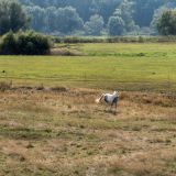 320-Elbtalauen-Neu-Darchau-nach-Hitzacker--Deutschlandreise-September-2020-.jpg