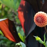 321-Lanhydrock-Garden,-England-September-2024.jpg