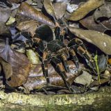 638-Night-Walk-Sanctuario,-Tarantel.jpg