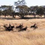 670-Pirschfahrt-bei-Okapuka-Safari-Lodge-Namibia-Juni-Juli-2025.jpg