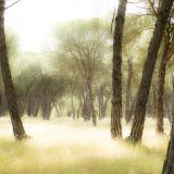 679-Parque-Nacional-de-Donana.jpg