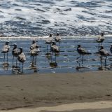 754-Playa-Tambor.jpg