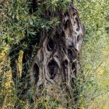 923-Ancient-Messini,-Griechenlandreise-1.Sept-15.Okt-2019-Kopie.jpg