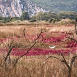 993-Lagune,-Gialova,--Griechenlandreise-1.Sept-15.Okt-2019-2.jpg