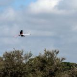 263--Parc-Ornithologique-Camargue-Südfrankreichreis-Sept.-2025.jpg