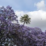 555-Sevilla.jpg